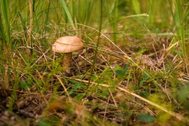 Yazın yeşil orman, çimen, yaprak, mantar