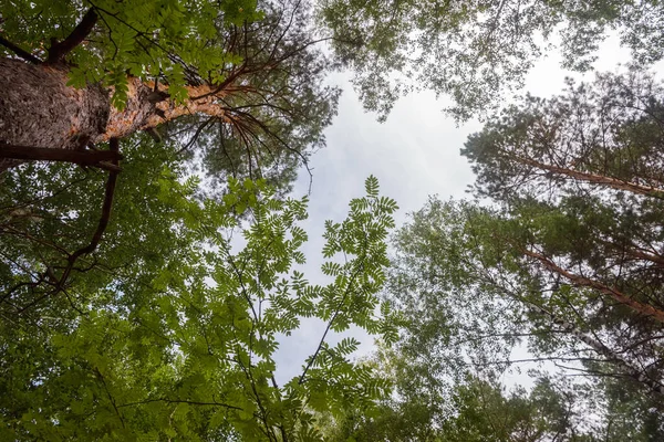 Grüner Wald Zweige Gras Blätter Sommer — Stockfoto