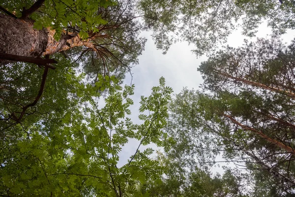 Grüner Wald Zweige Gras Blätter Sommer — Stockfoto