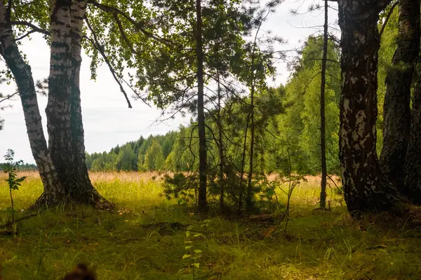 Grüner Wald Zweige Gras Blätter Sommer — Stockfoto