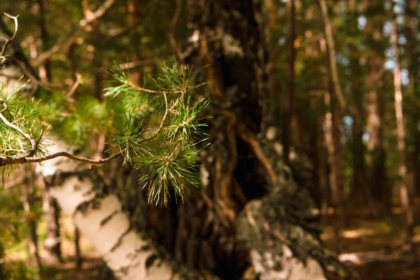 Bosque Verde Ramas Musgo Verano — Foto de Stock