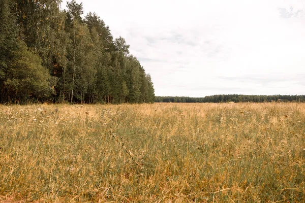 Sommerwiese Mit Wald Hintergrund — Stockfoto