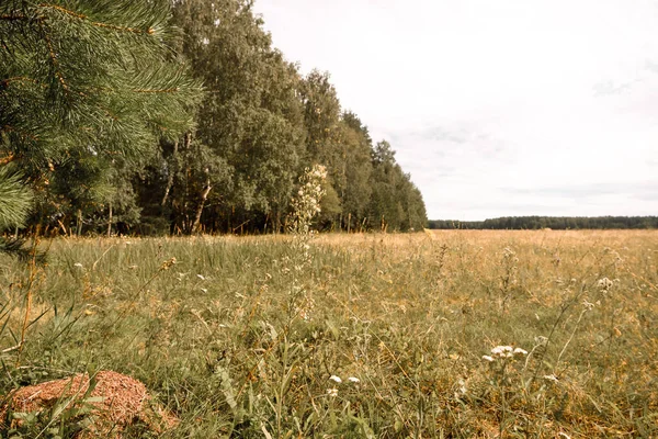 背景に森のある夏の牧草地 — ストック写真