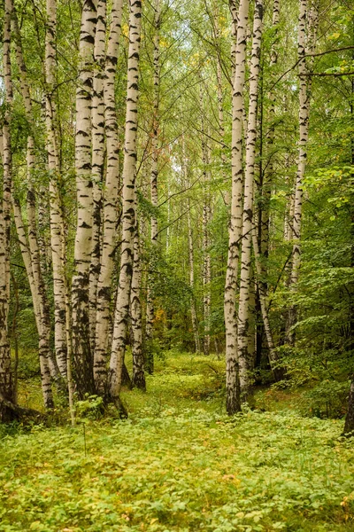 Zelený Les Větve Tráva Listy Létě — Stock fotografie