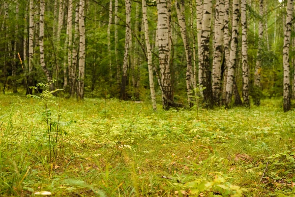 Πράσινο Δάσος Κλαδιά Γρασίδι Φύλλα Καλοκαίρι — Φωτογραφία Αρχείου