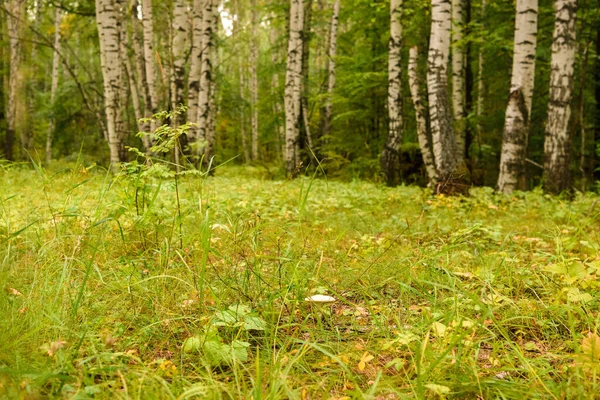 Grüner Wald Zweige Gras Blätter Sommer — Stockfoto