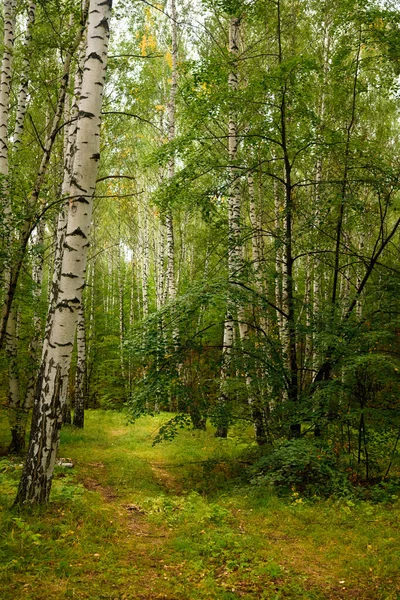 Grüner Wald Zweige Gras Blätter Sommer — Stockfoto