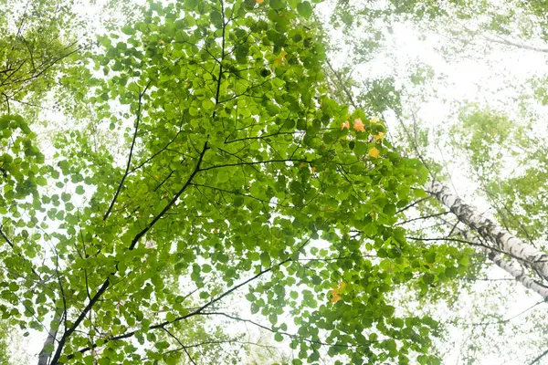 Grüner Wald Zweige Gras Blätter Sommer — Stockfoto