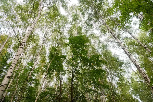 Bosque Verde Ramas Hierba Hojas Verano — Foto de Stock