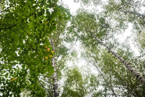 Πράσινο Δάσος Κλαδιά Γρασίδι Φύλλα Καλοκαίρι — Φωτογραφία Αρχείου