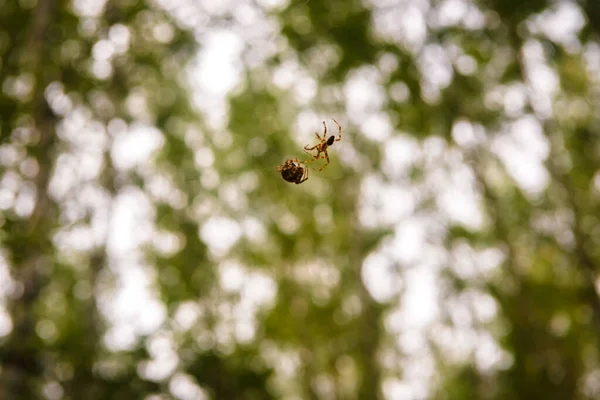Araña Sobre Fondo Hojas Verdes Los Rayos Del Sol — Foto de Stock