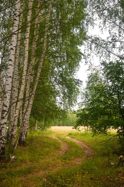 Зелений Ліс Гілки Трава Листя Влітку — стокове фото