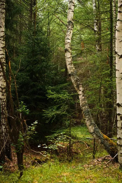 Bosque Verde Ramas Hierba Hojas Verano — Foto de Stock