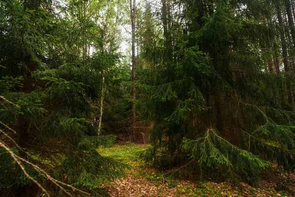 Bosque Verde Ramas Hierba Hojas Verano — Foto de Stock