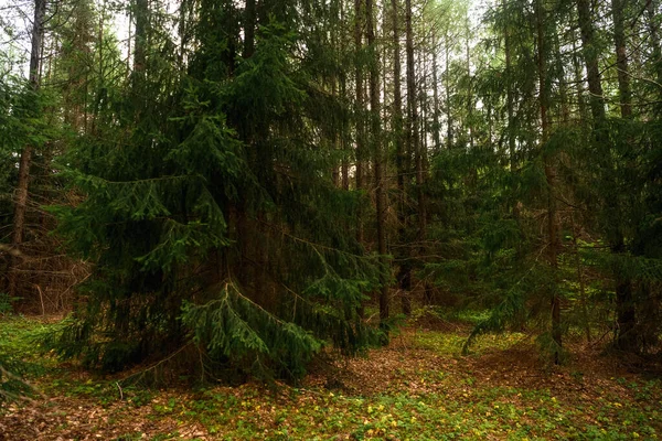 Bosque Verde Ramas Hierba Hojas Verano — Foto de Stock