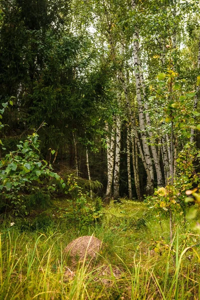 Grüner Wald Gras Blätter Ameisenhaufen Sommer — Stockfoto