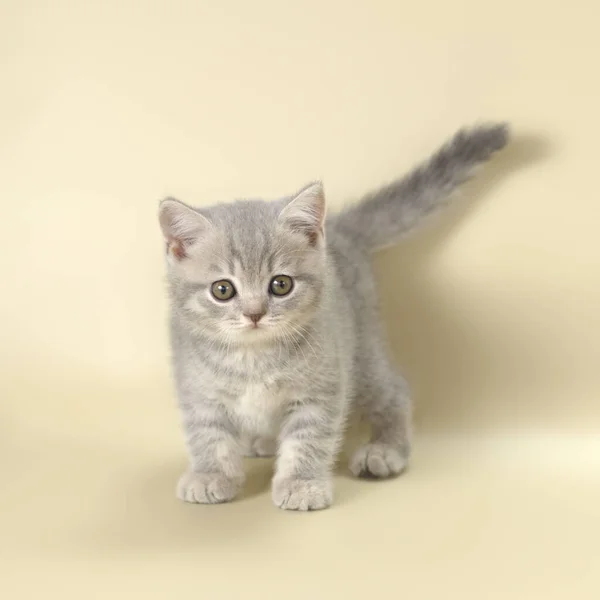 British Shorthair Kitten Studio Background — Stock Photo, Image