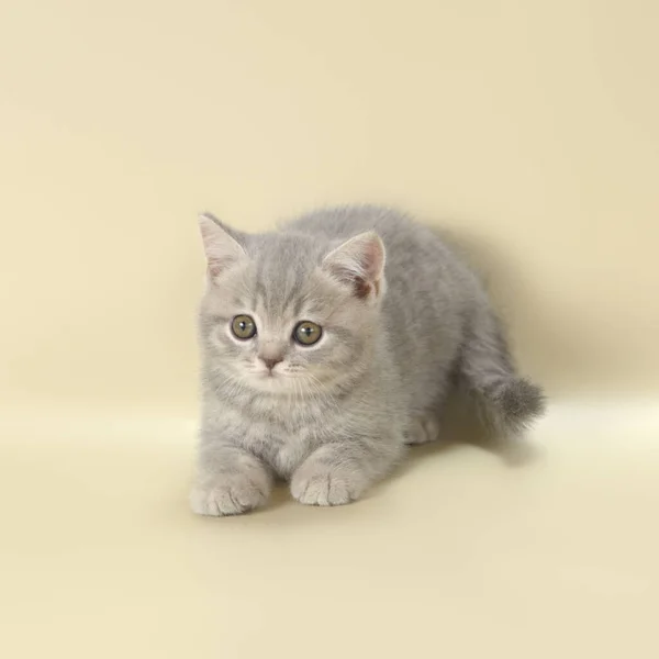 British Shorthair Kitten Studio Background — Stock Photo, Image