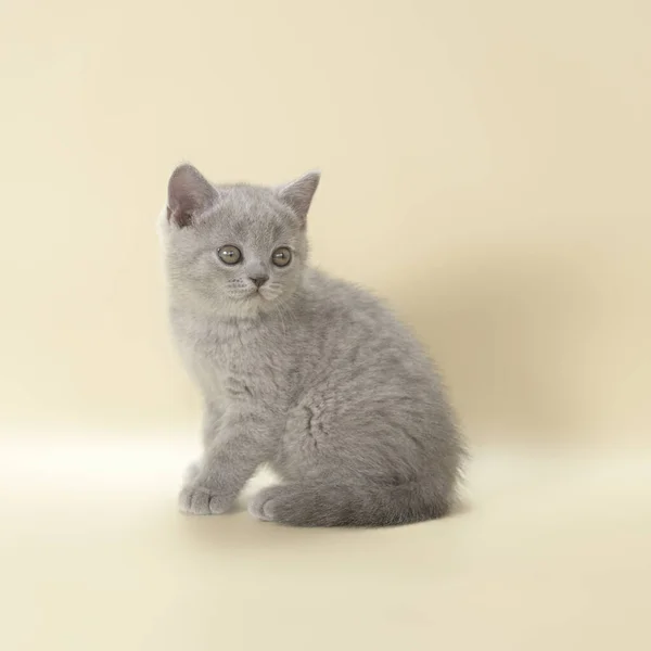 スタジオの背景にある青い色の英国の短毛の子猫 — ストック写真