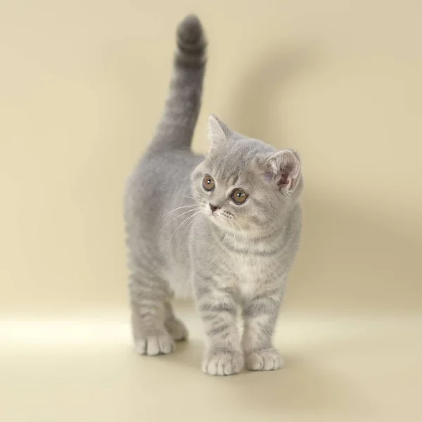 Blue Spotted Kitten Studio Background — Stock Photo, Image