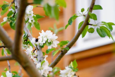 Evin ahşap duvarında çiçekli elma ağacı dalı