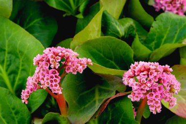 Bahçede pembe çiçek açan badan. Bergenia