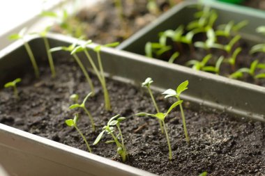 İlkbaharda pencere eşiğinde kutuların içindeki tohumlar.