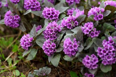 Baharda bahçede çuha çiçekleri açar.