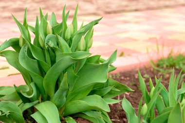 Laleler bahçede çiçek açar. Çuha çiçekleri