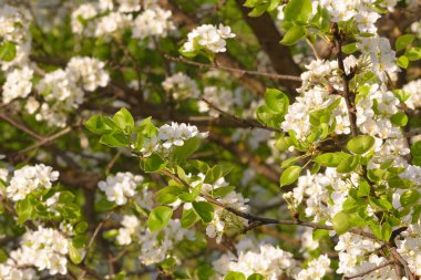Elma ağaçları çiçek açıyor. Beyaz elma çiçekleri. Elma ağacı dalları