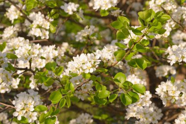 Elma ağaçları çiçek açıyor. Beyaz elma çiçekleri. Elma ağacı dalları