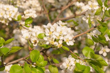 Elma ağaçları çiçek açıyor. Beyaz elma çiçekleri. Elma ağacı dalları