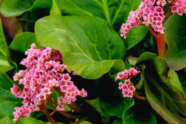 Roze Bloem Badan Bloeit Tuin Bergenia — Stockfoto