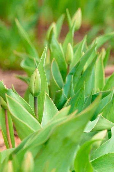 Tulpen Bloeien Tuin Oerrozen — Stockfoto