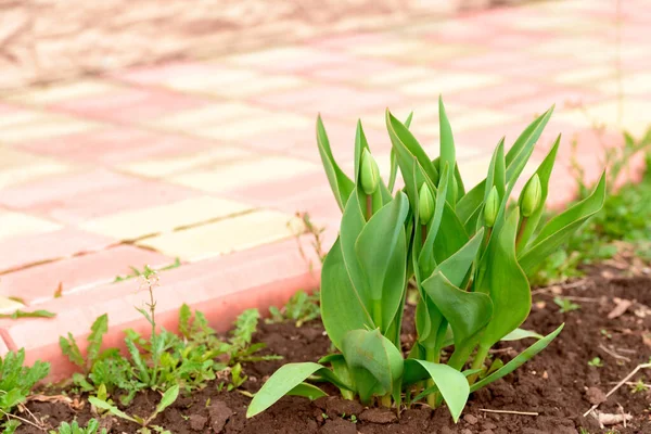 Tulipas Florescem Jardim Prímulas — Fotografia de Stock