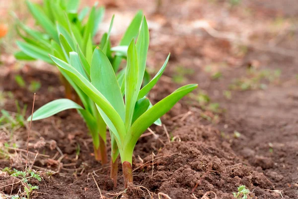 Oignon Décoratif Dans Jardin Printemps — Photo