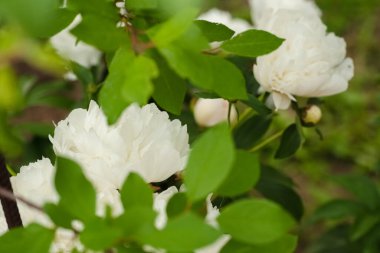 Bahçede beyaz şakayıklar yetişir.