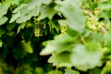 Frenk üzümü bahçede olgunlaşır. Frenk üzümü yetişiyor. Olgunlaşmamış üzümler