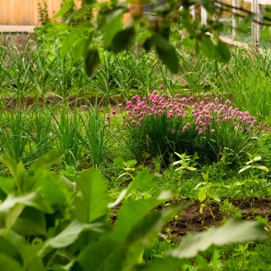 Baharda bahçede dekoratif soğan