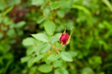 Bahçede kırmızı bir gül tomurcuğu açar.