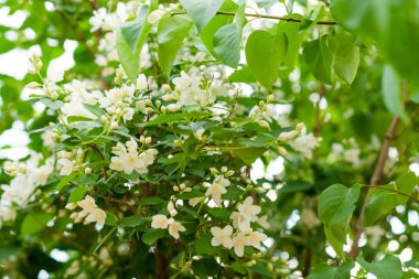 Bahçede beyaz çiçekler açar.