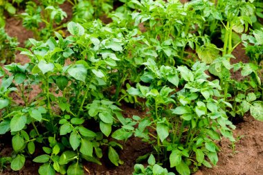 Bahçe yatağında yeni patatesler yetişiyor. Patates kafa.