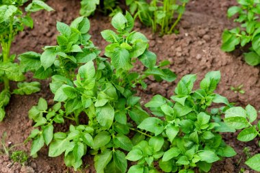 Bahçe yatağında yeni patatesler yetişiyor. Patates kafa.