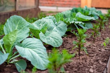 Bahçe yatağında genç lahana yetişiyor. Lahana üstleri