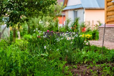 Yaz bahçesi, yeşil çimenler, papatyalar. 