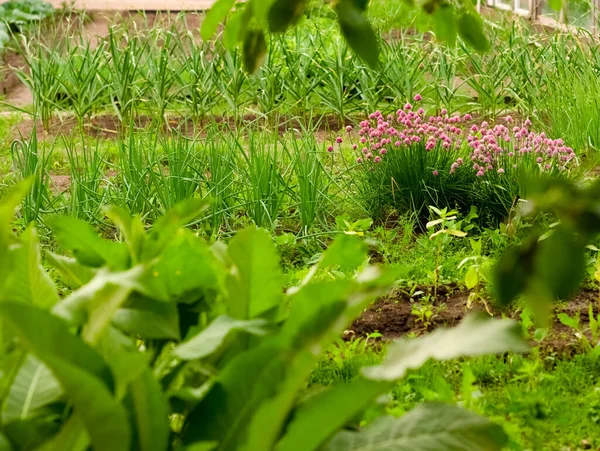 Oignon Décoratif Dans Jardin Printemps — Photo