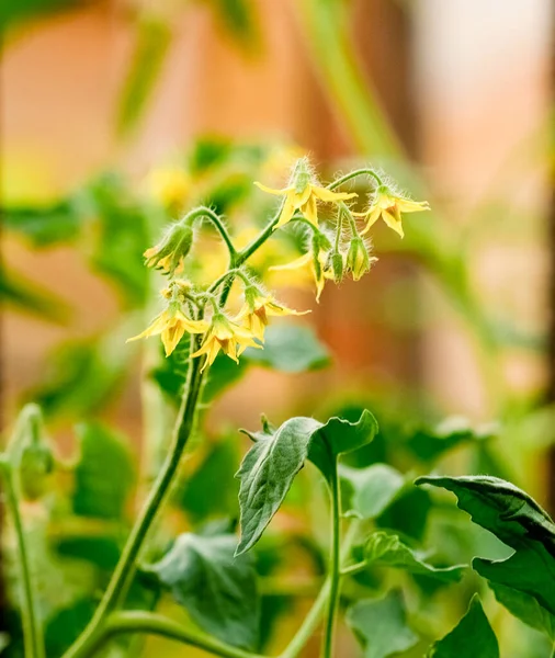 Les Tomates Fleurissent Dans Une Serre Dans Jardin Feuilles Fleurs — Photo