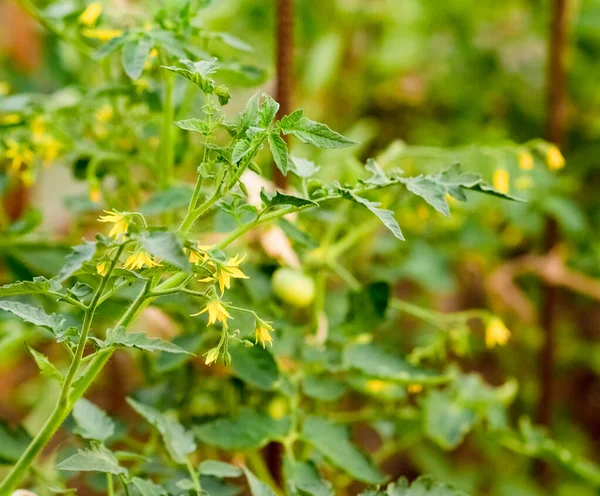 Les Tomates Fleurissent Dans Une Serre Dans Jardin Feuilles Fleurs — Photo