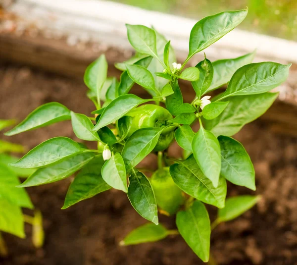 Fiatal Paprika Egy Üvegházban Kertben Borslevél — Stock Fotó