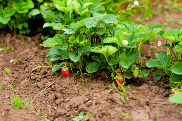 Les Premiers Fruits Fraises Dans Jardin Fraises Feuilles — Photo